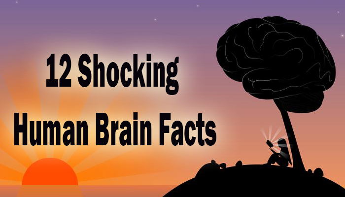 Human Brain facts