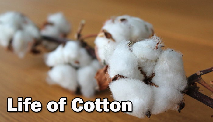 Life of Cotton